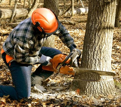 Tree Removal in Douglass, TX